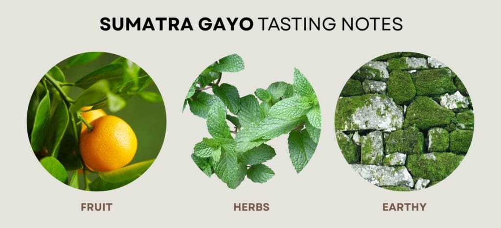 Sumatra gayo tasting notes