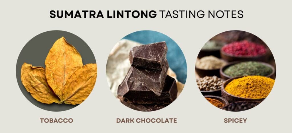 sumatra lintong tasting notes