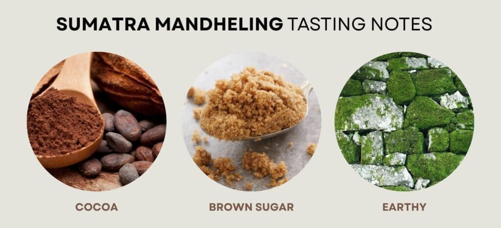 Best Sumatra Coffee: Top Brands, Giling Basah Explained, and Buying Tips