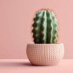 cacti don't like coffee grounds