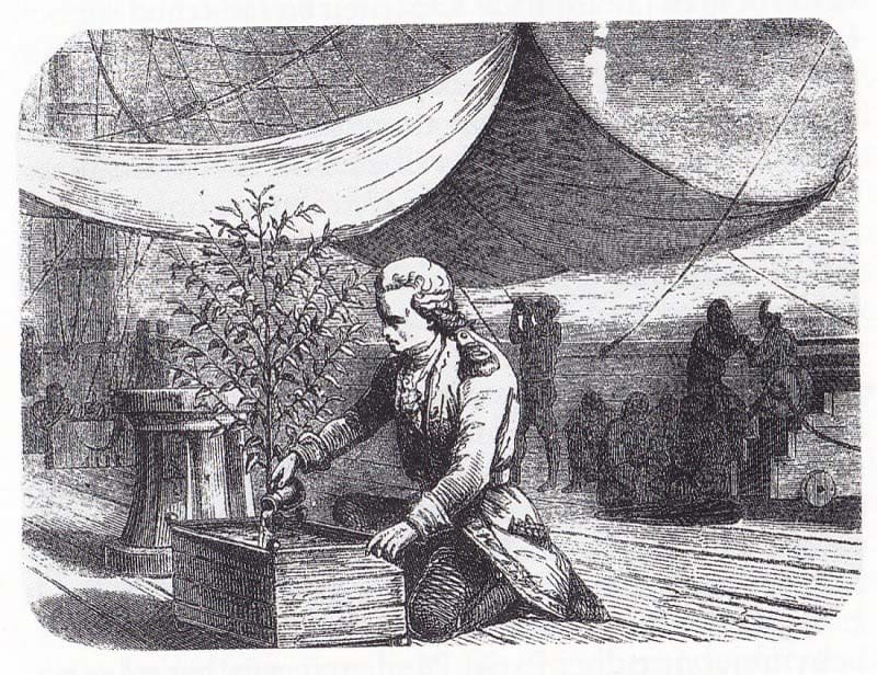 Gabriel Mathieu de Clieu watering his coffee plant