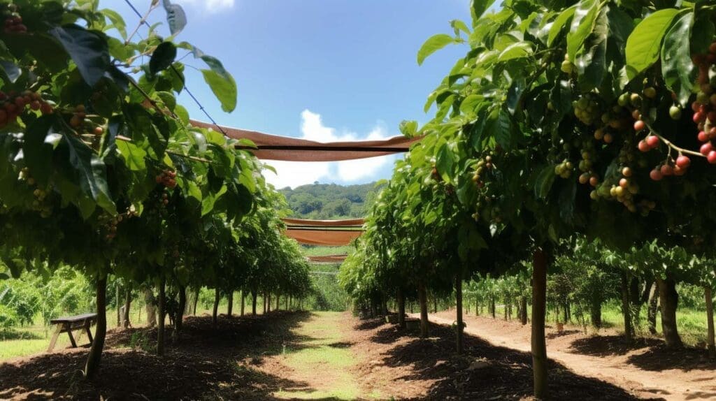 Shade grown coffee in Costa Rica