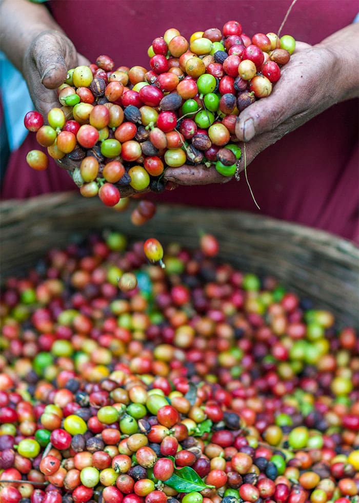 Decaffeinating Coffee Beans: An Inside Look at the Process