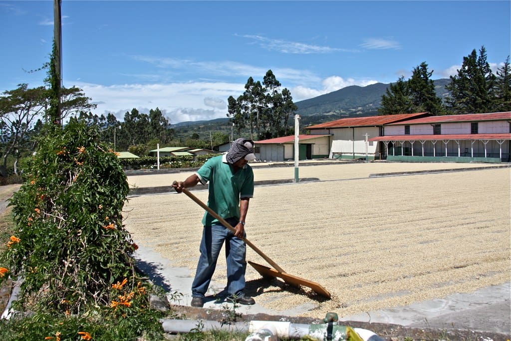 A coffee farmer drying coffee cherries on a farm in Costa Rica