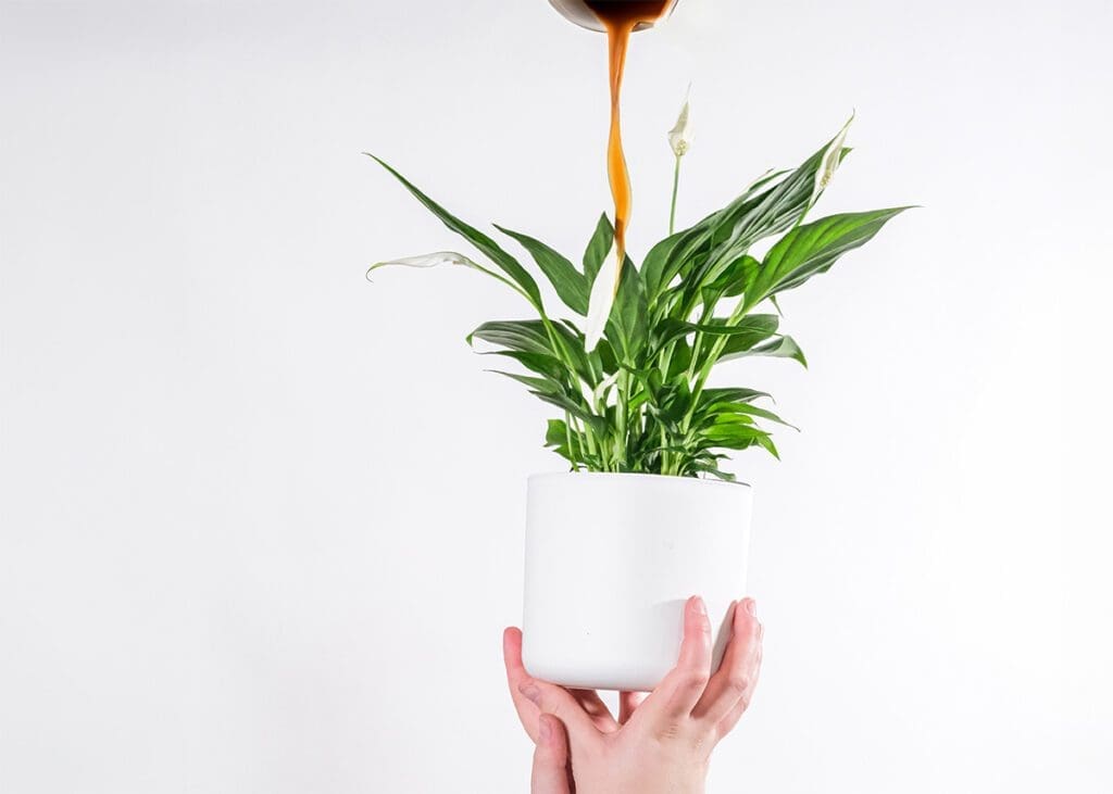 peace lilies like coffee
