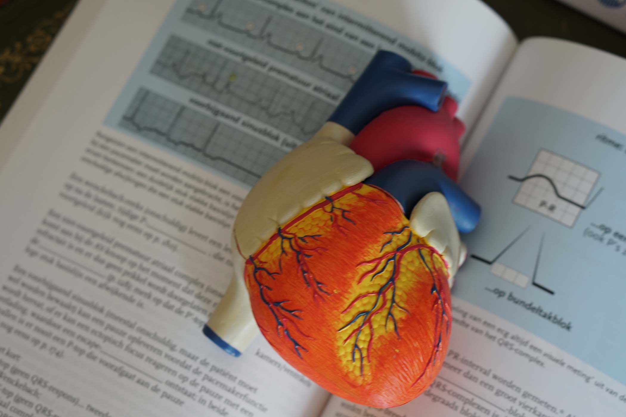 A model of a human heart resting on the open spread of a medical book
