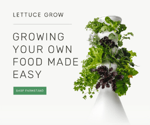 Lettuce_grow_300_250 Coffee Grounds and Concrete Landscaping: A Perfect Blend for Your Yard