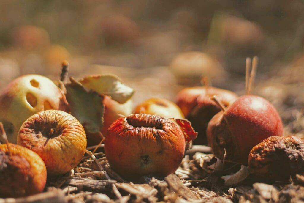 Are Coffee Grounds Good for Citrus Trees: Natural Fertilizer Benefits and Risks are coffee grounds good for citrus trees
