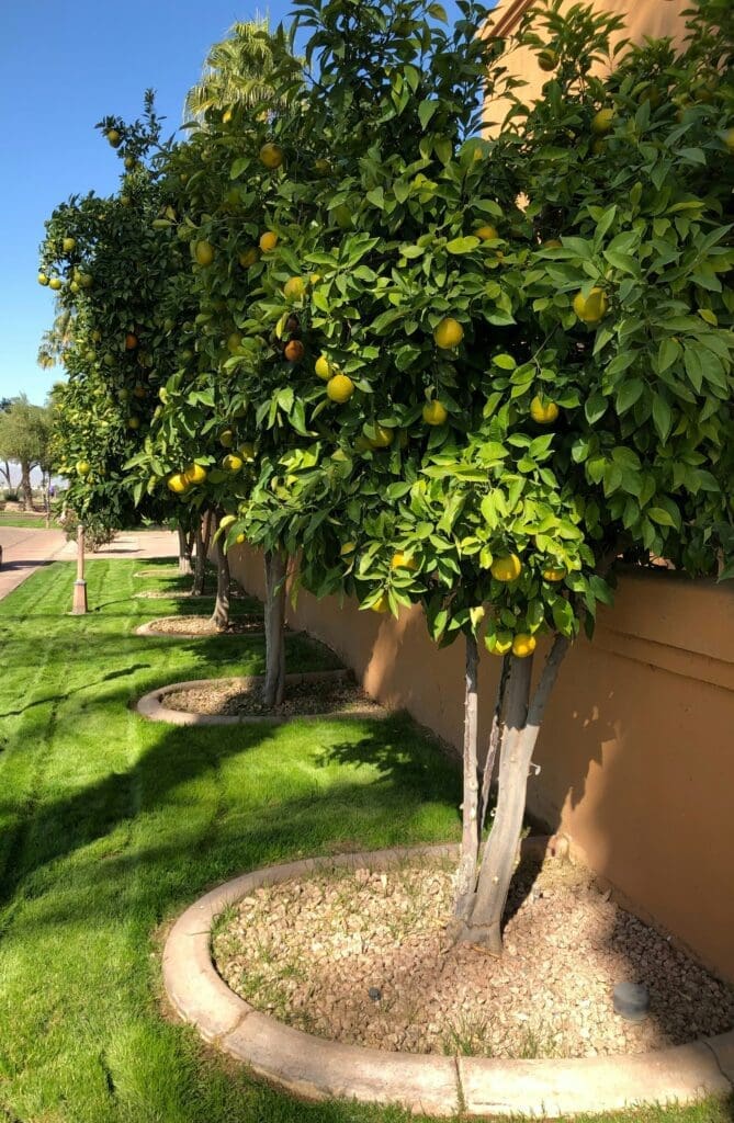 Are Coffee Grounds Good for Citrus Trees: Natural Fertilizer Benefits and Risks Are Coffee Grounds Good for Citrus Trees