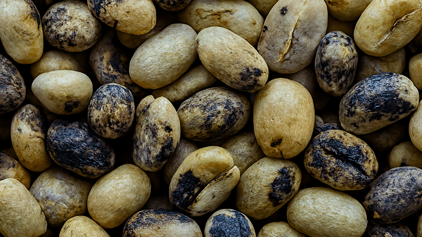 Coffee Fermentation: Preventing Flavor Loss and Mold (Processing Guide)