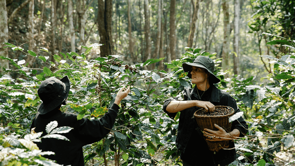 Coffee harvesting in lush greenery.