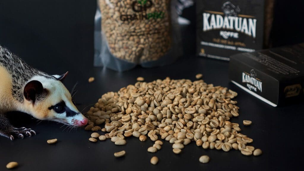 civet with green kopi luwak beans