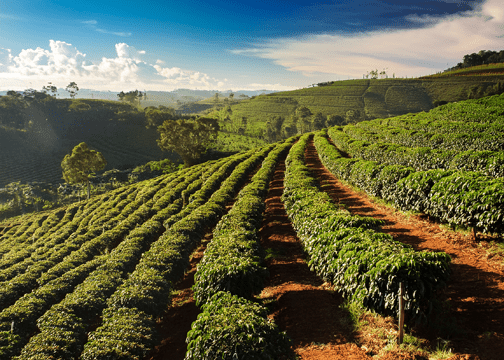 Rows of green coffee plants growing on reddish-brown soil across rolling hills, with a partly cloudy sky and distant vegetation.