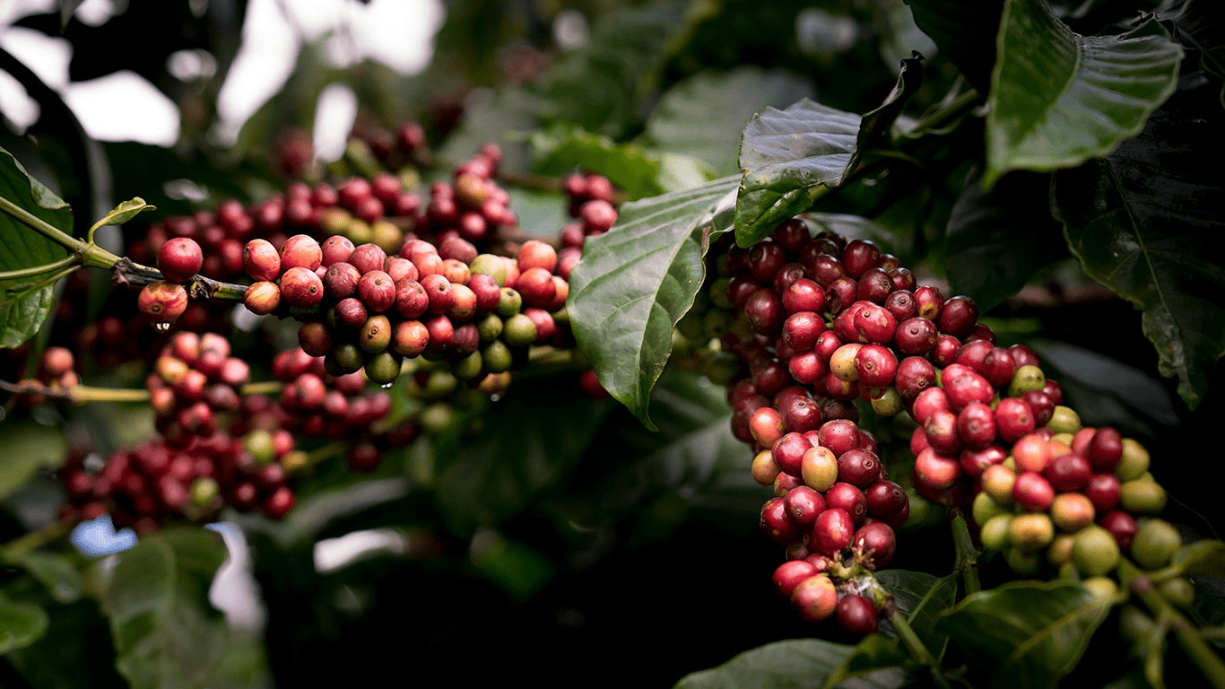 Ripening coffee cherries on branches