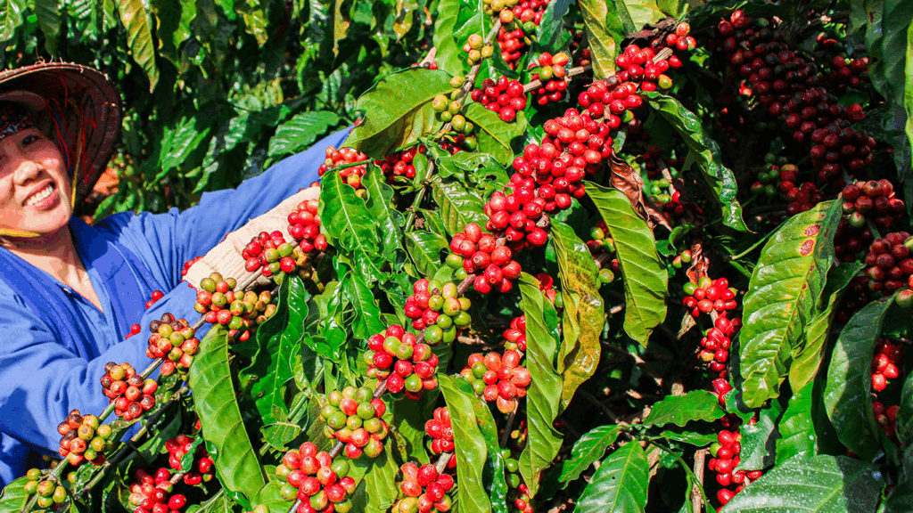 Smiling person harvesting red coffee cherries to prepare the honey coffee processing.