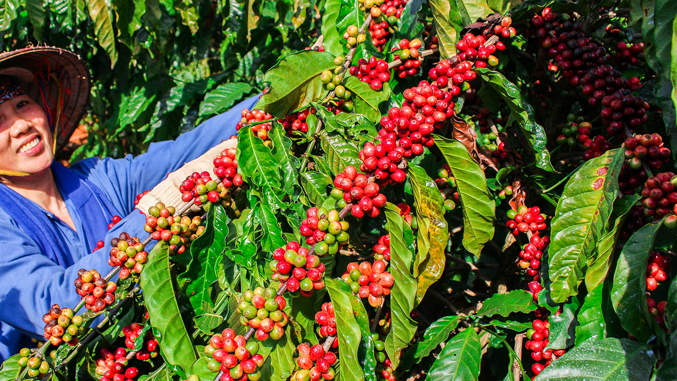 Smiling person harvesting red coffee cherries to prepare the honey coffee processing.
