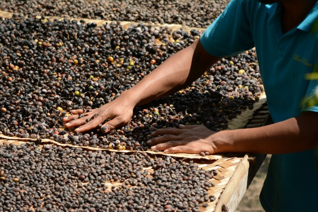 A Person Uses Both Hands To Sort Coffee Beans Spread Out On Woven Drying Trays, Highlighting A Hands-On Stage In The Coffee Production Process
