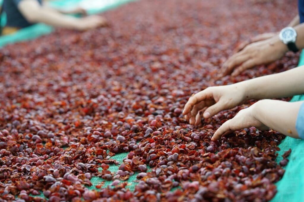 Hands sorting reddish-brown coffee husks on a green mesh surface during drying.