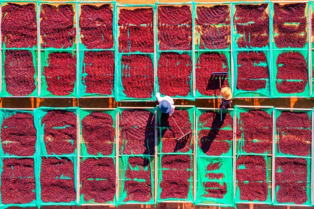 Overhead view of two people using rakes to spread coffee beans on green mesh trays arranged in a grid for drying.