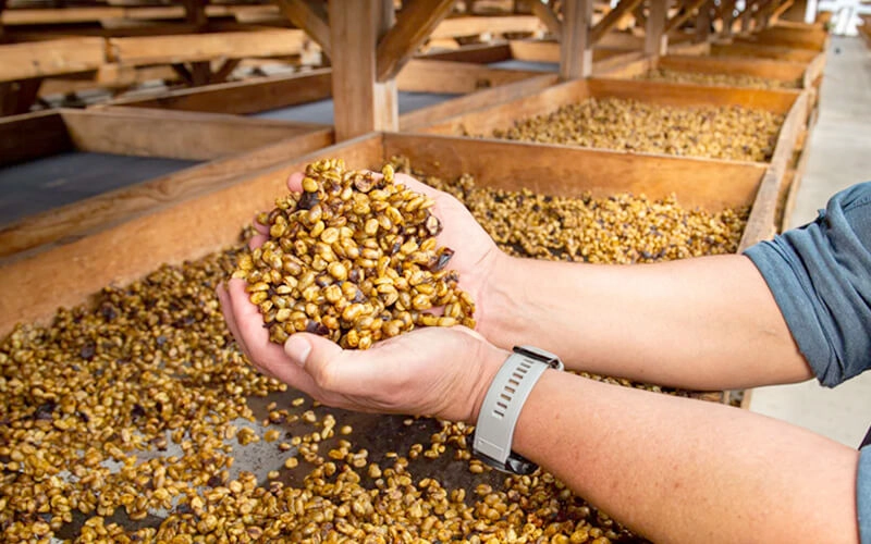 Hand holding drying coffee beans over wooden trays arranged in rows at a processing facility.