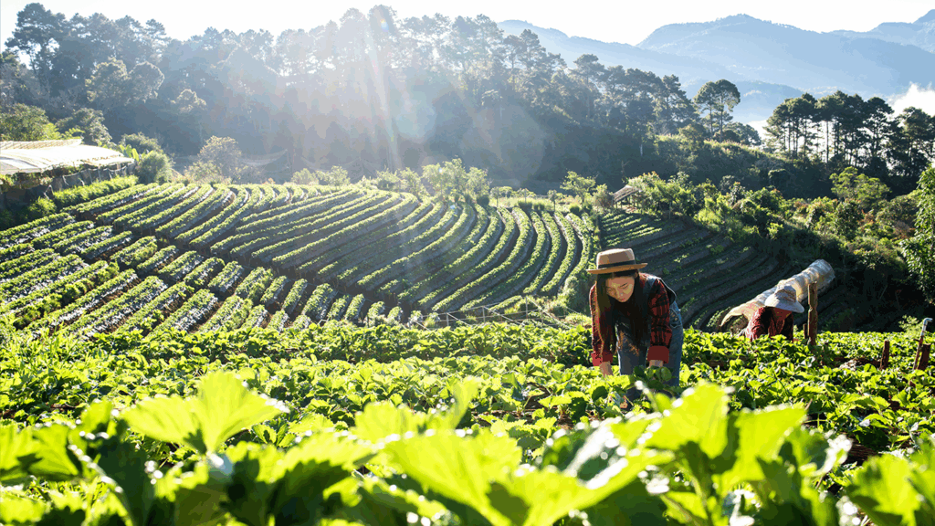 coffee plantation with workers harvesting.