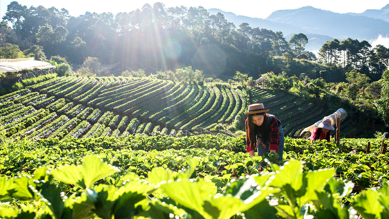 coffee plantation with workers harvesting.