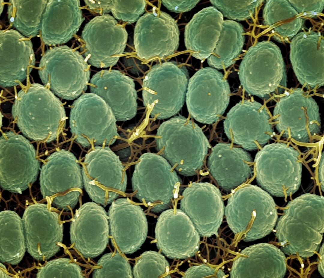a close up of a bunch of green plants