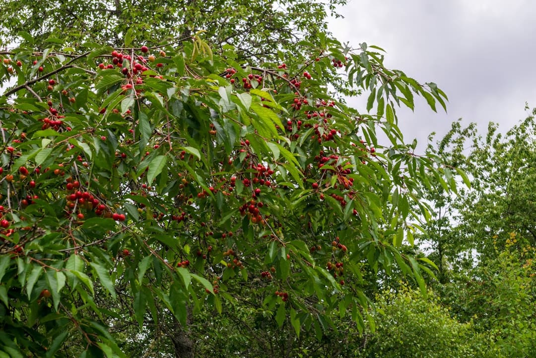 A group of trees with red berries on them